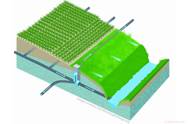 Saturated Buffers Offer New Way to Cut Nitrogen Pollution in Farm Drainage