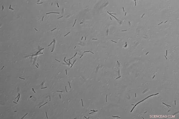 Scientists Discover Heat‑Tolerant Microbes in Home Water Heaters