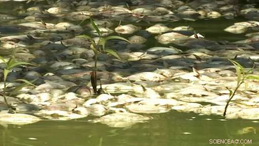 Australia s New Initiative: Pumping Oxygen into Rivers to Save Dying Fish