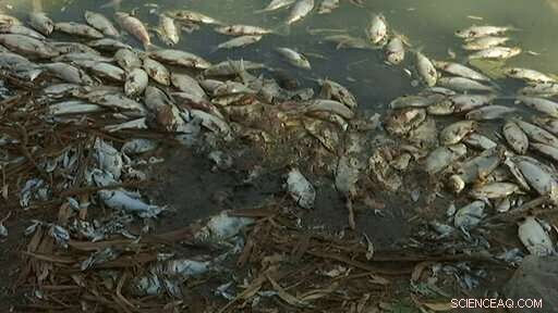 Australia s New Initiative: Pumping Oxygen into Rivers to Save Dying Fish