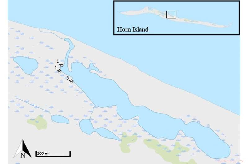 New Study Reveals How Black Mangroves Shape Salt Marsh Food Webs