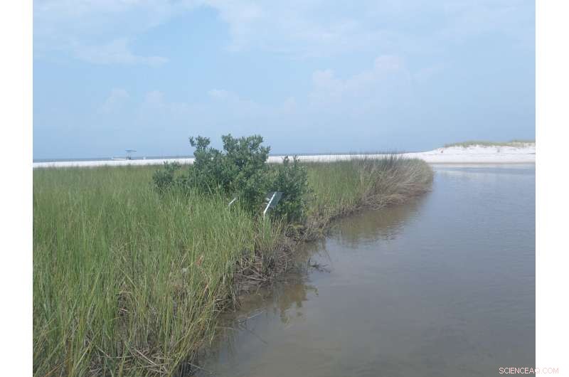 New Study Reveals How Black Mangroves Shape Salt Marsh Food Webs