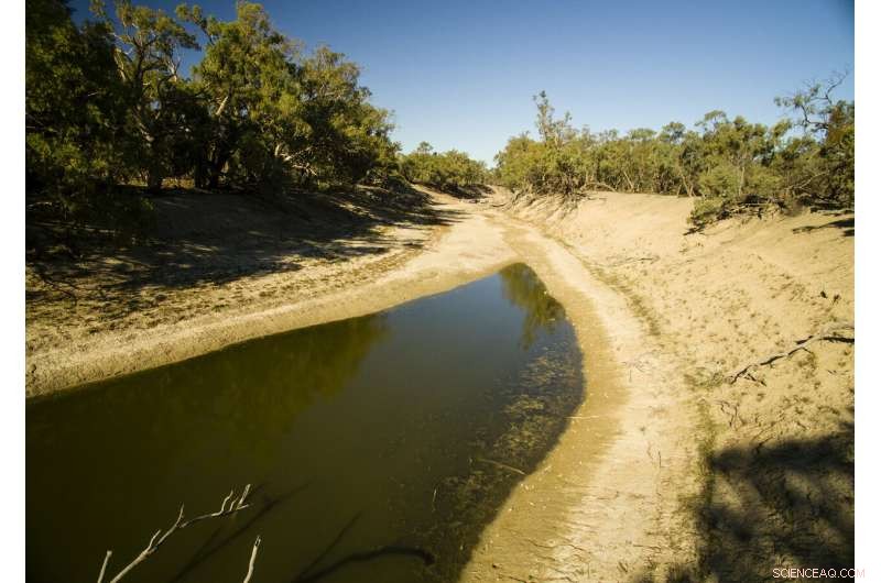 Darling River Drying Triggers Mass Fish Deaths – A Call for Action