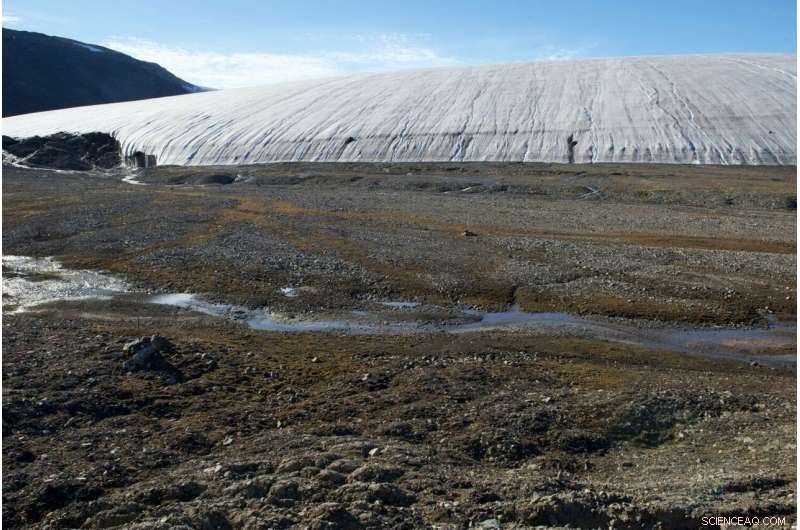 Scientists Discover Two New Fungal Species on Melting Arctic Glacier