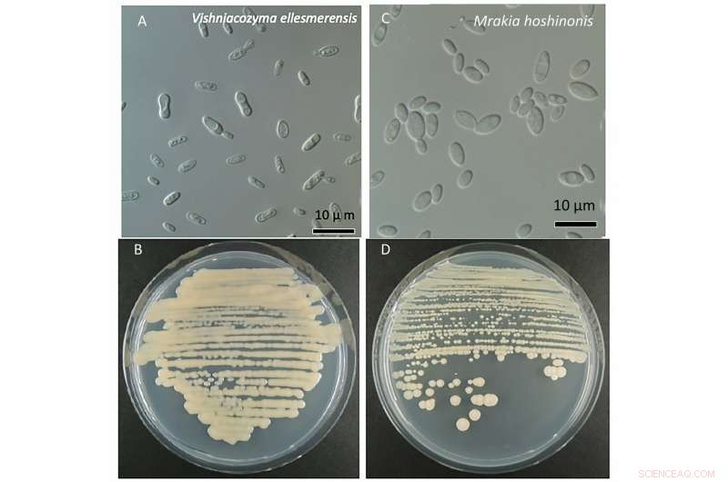 Scientists Discover Two New Fungal Species on Melting Arctic Glacier
