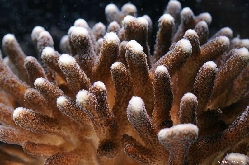 Carbonate Chemistry Revealed: How Tropical Corals Build Their Skeletons