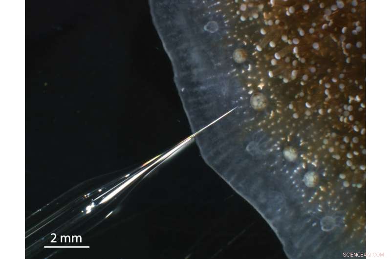 Carbonate Chemistry Revealed: How Tropical Corals Build Their Skeletons