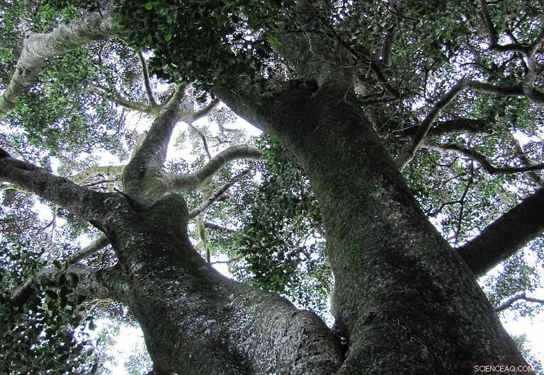 Afromontane Forests: Climate Change Impacts and Conservation