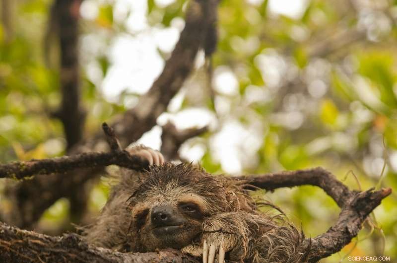 Small Mangrove Patches: Vital Habitats Deserving Greater Protection