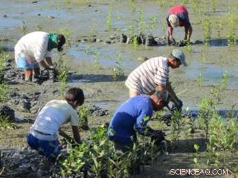 Small Mangrove Patches: Vital Habitats Deserving Greater Protection