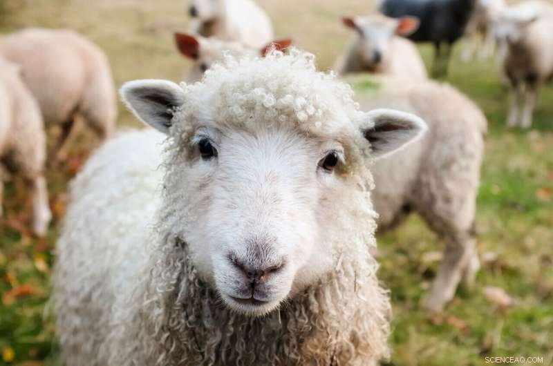 Environmental Chemicals Trigger Alarming Liver Changes in Sheep