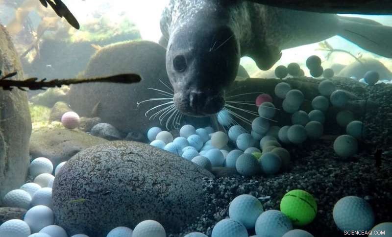 How a Teen Scientist Uncovered a Massive Oceanic Golf Ball Pollution Crisis