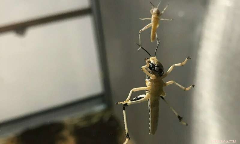 Precision Pest Control: Farmers Unlock a Smart App Weapon for Crop Protection