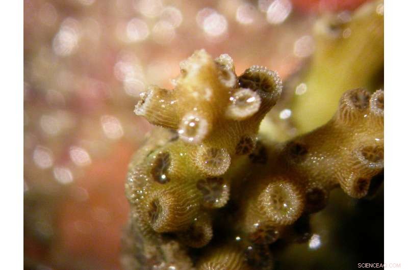 How Coral Fluorescence Attracts Symbiotic Partners for Ocean Health