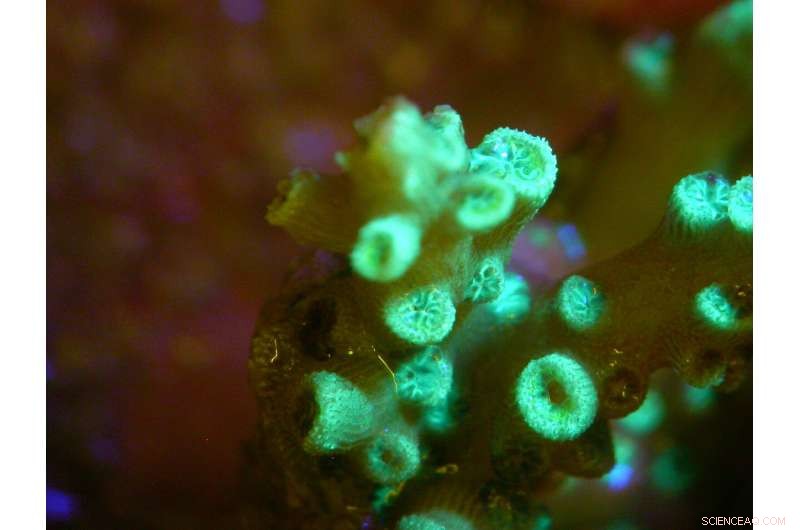 How Coral Fluorescence Attracts Symbiotic Partners for Ocean Health