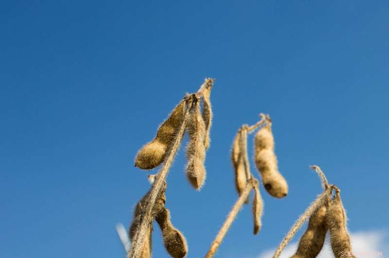 How Rising Temperatures Could Preserve Crop Nutrition Amid Climate Change