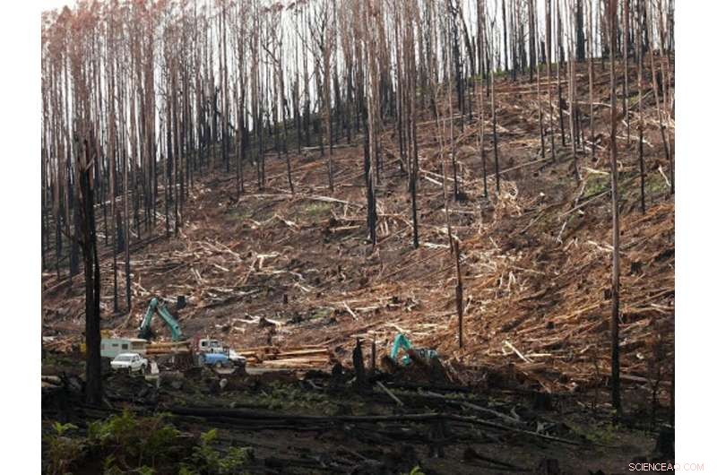 Recovery of Forest Soils After Fires and Logging: A Decades-Long Challenge