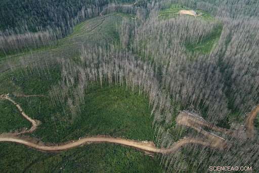 Recovery of Forest Soils After Fires and Logging: A Decades-Long Challenge