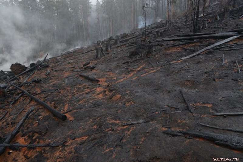 Recovery of Forest Soils After Fires and Logging: A Decades-Long Challenge