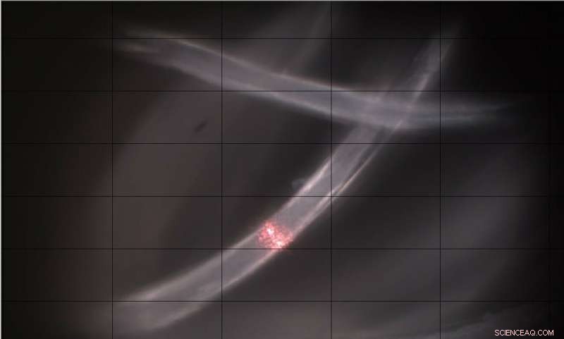 Cutting‑Edge Spectroscopy Uncovers Microplastic Composition in Seawater