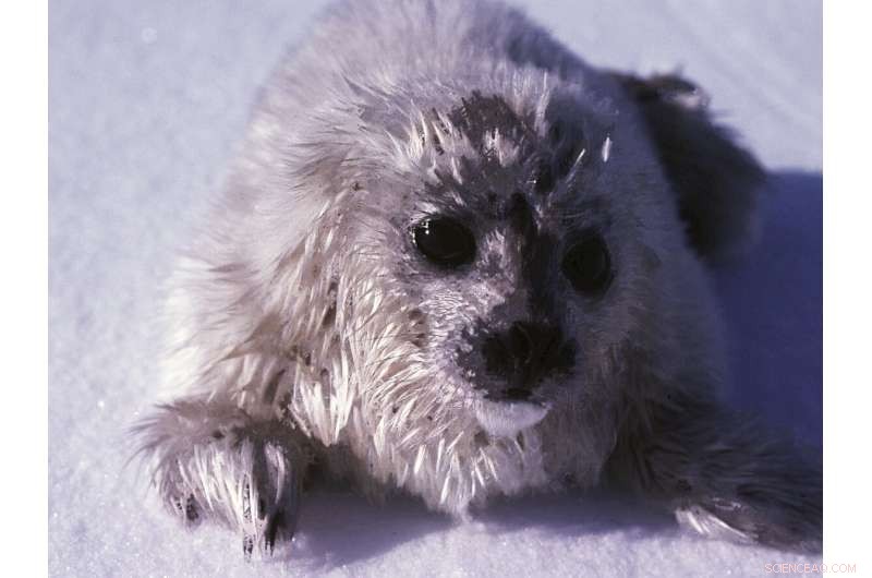 Arctic Ice Decline Poses Dire Threat to Ringed Seal Populations