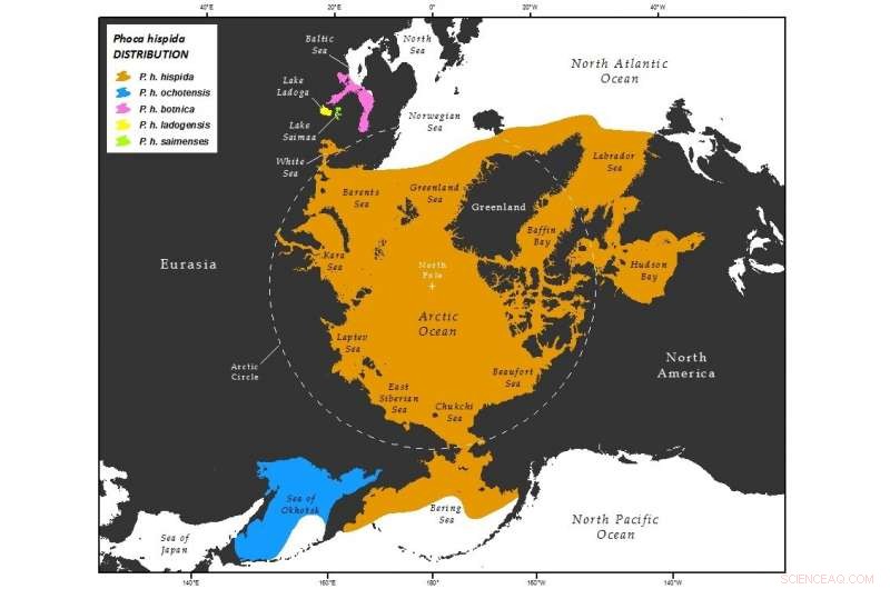 Arctic Ice Decline Poses Dire Threat to Ringed Seal Populations