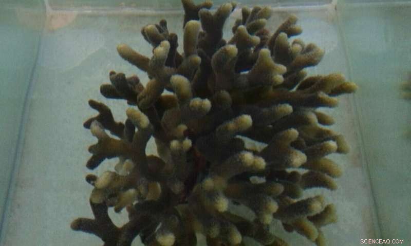 Gulf of Aqaba Corals Survive Climate Change—Offspring May Follow