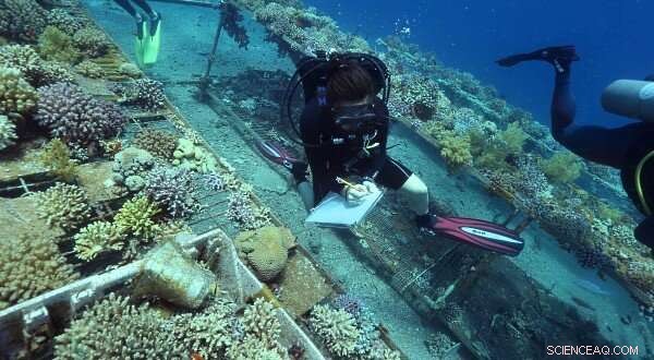 Gulf of Aqaba Corals Survive Climate Change—Offspring May Follow