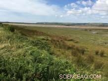 Study Highlights Economic and Ecological Benefits of Restoring Saltmarshes