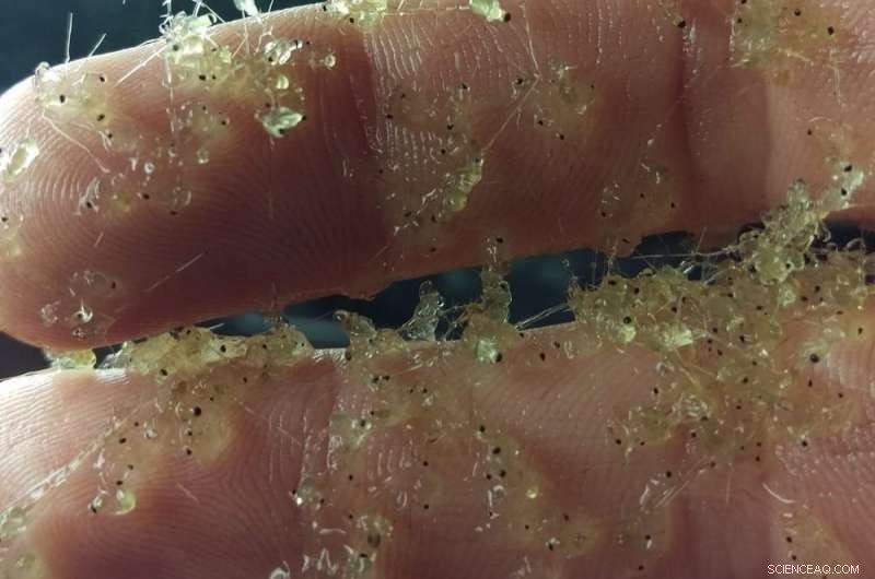 Detecting Invasive Species Early: Strategies to Control Their Spread in the Great Lakes