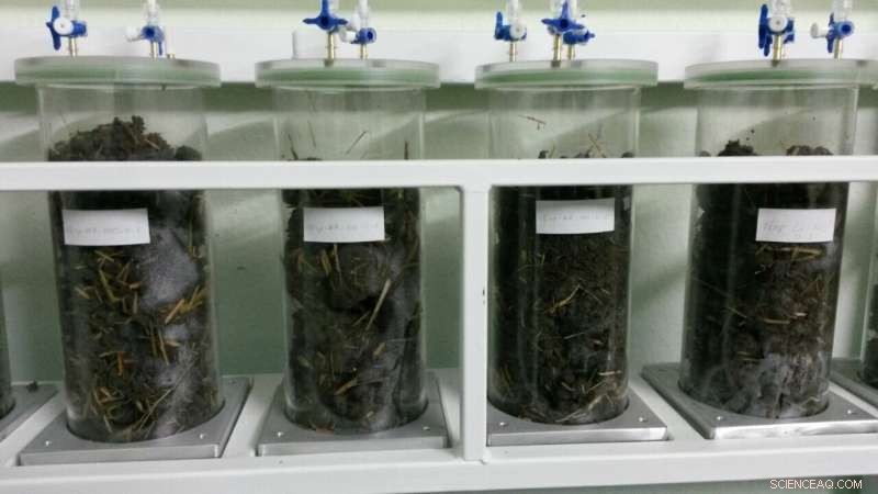 Scientists Reveal Earthworms Can Efficiently Decompose Rice Straw