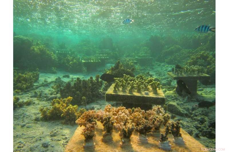 The Hidden Risk: How Loss of Coral Species Threatens the Survival of Remaining Populations
