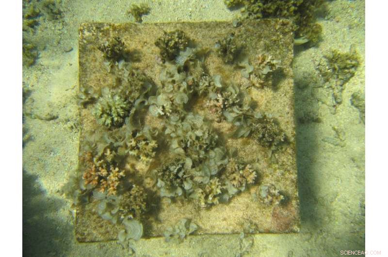 The Hidden Risk: How Loss of Coral Species Threatens the Survival of Remaining Populations