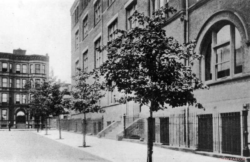 From Tree Scarcity to Rewilding: How Cities Are Reclaiming Green Spaces