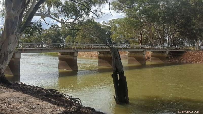 Study Reveals Widespread Neurotoxic Cyanotoxins in Eastern Australian Freshwater Systems