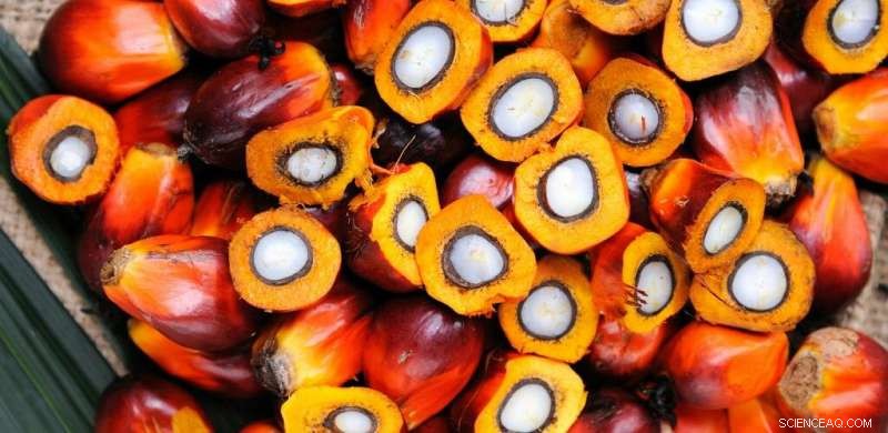 Palm Oil: Balancing Benefits and Environmental Risks