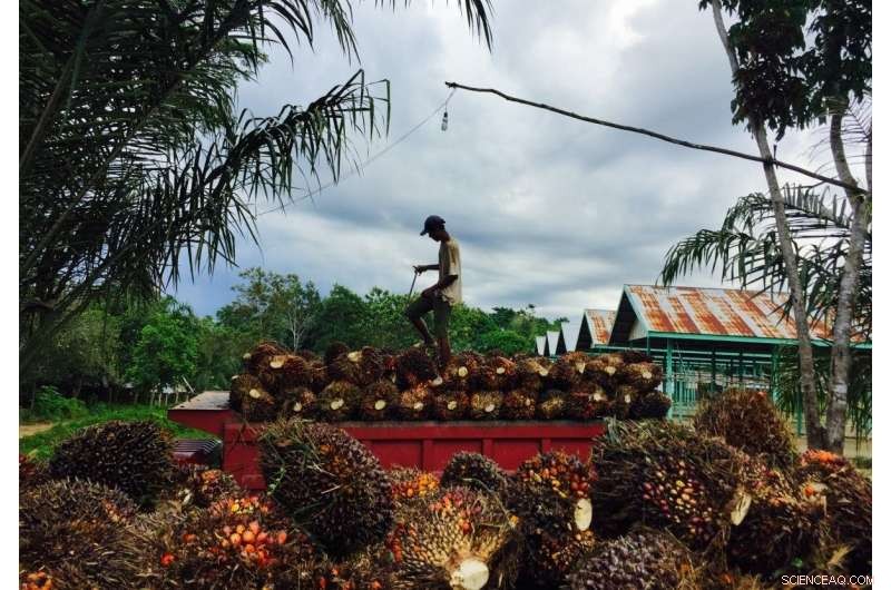 Palm Oil: Balancing Benefits and Environmental Risks