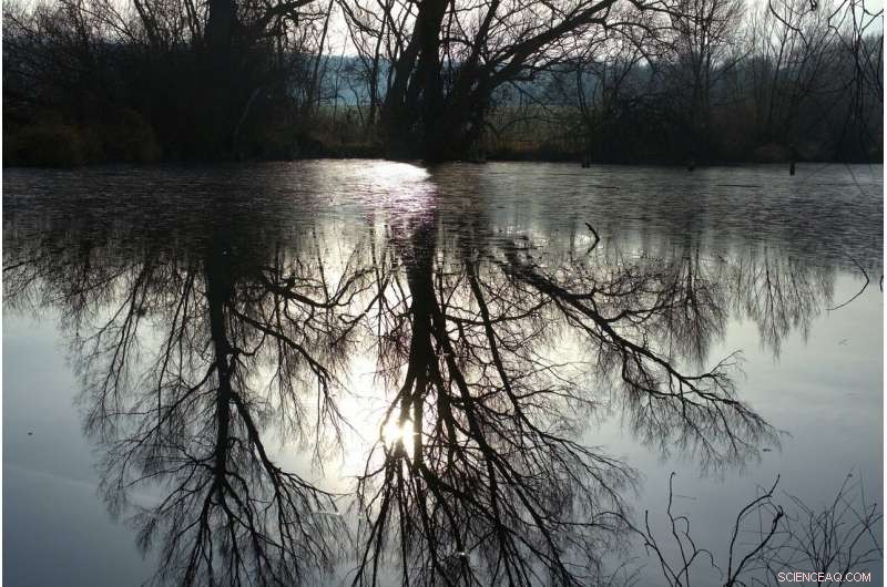 New Jersey Forest Faces Threat: Rising Sea Levels Endanger 500-Year-Old Trees