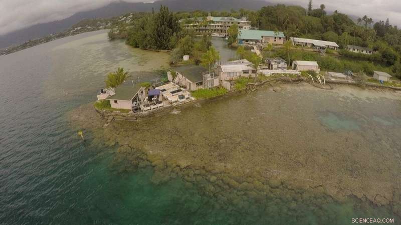 Do Hawaiian Corals Adapt to Rising Temperatures? Findings from Manoa Researchers