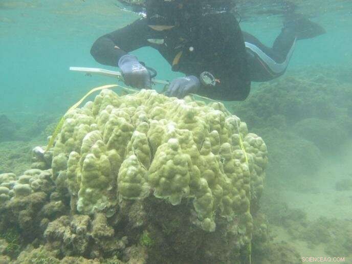 Do Hawaiian Corals Adapt to Rising Temperatures? Findings from Manoa Researchers