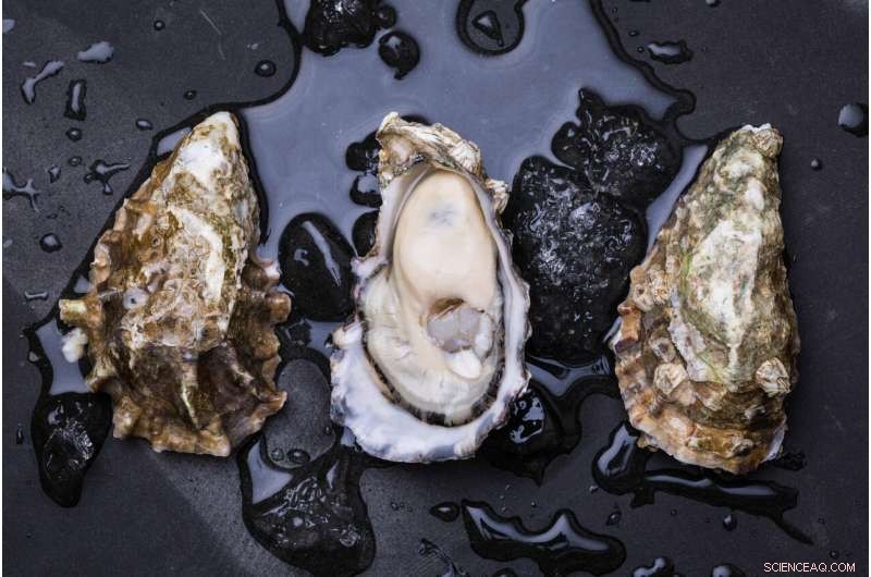 Ocean Acidification Threatens Global Shellfish Populations
