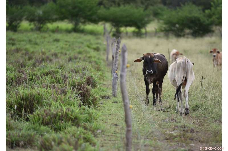 Reducing Cattle Methane Emissions: Land Restoration Cuts Climate Impact