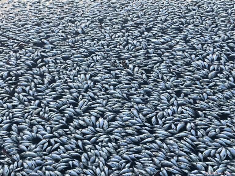 Mass Fish Mortality in Australia: Hundreds of Thousands Dead Amid Drought
