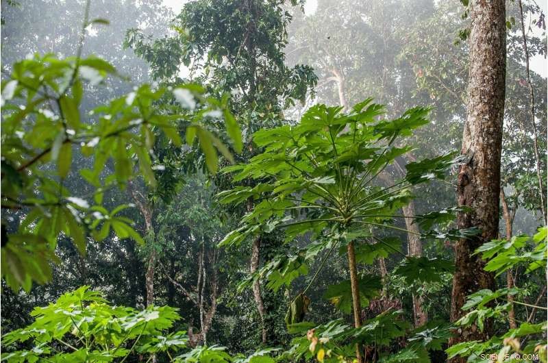 How Small Trees Significantly Boost Carbon Sequestration in the Climate Fight