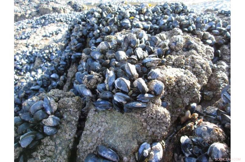 Microplastic Pollution Undermines Mussel Attachment, Threatening Ocean Ecosystems
