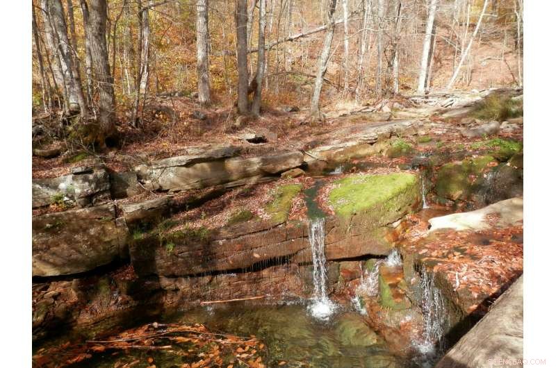 Why Small Streams and Wetlands Are Vital to River Networks—and How to Protect Them