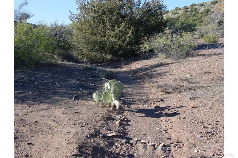 Why Small Streams and Wetlands Are Vital to River Networks—and How to Protect Them