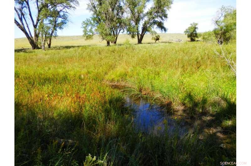 Why Small Streams and Wetlands Are Vital to River Networks—and How to Protect Them