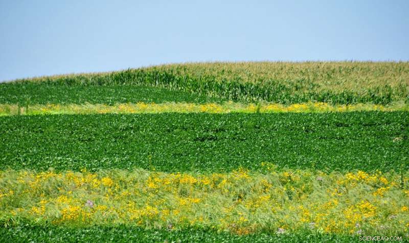 How Prairie Strips Revolutionize Farmland Conservation