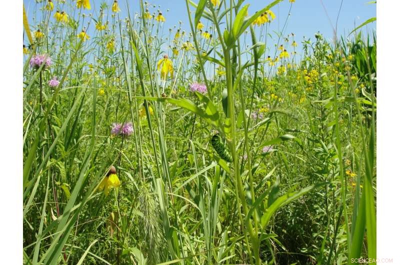 How Prairie Strips Revolutionize Farmland Conservation